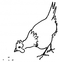 Chicken 1